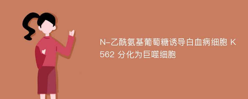 N-乙酰氨基葡萄糖诱导白血病细胞 K562 分化为巨噬细胞